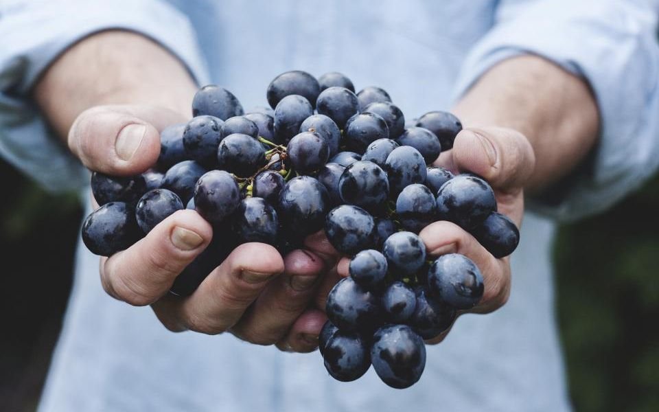 Open hands offering a handful of fresh grapes